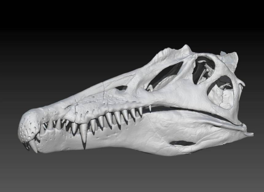 Modelo en 3D del 'S. aegyptiacus'.