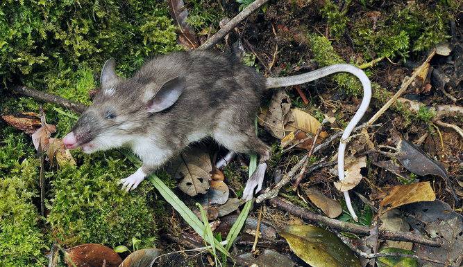 Descubren una nueva especie de roedoR
