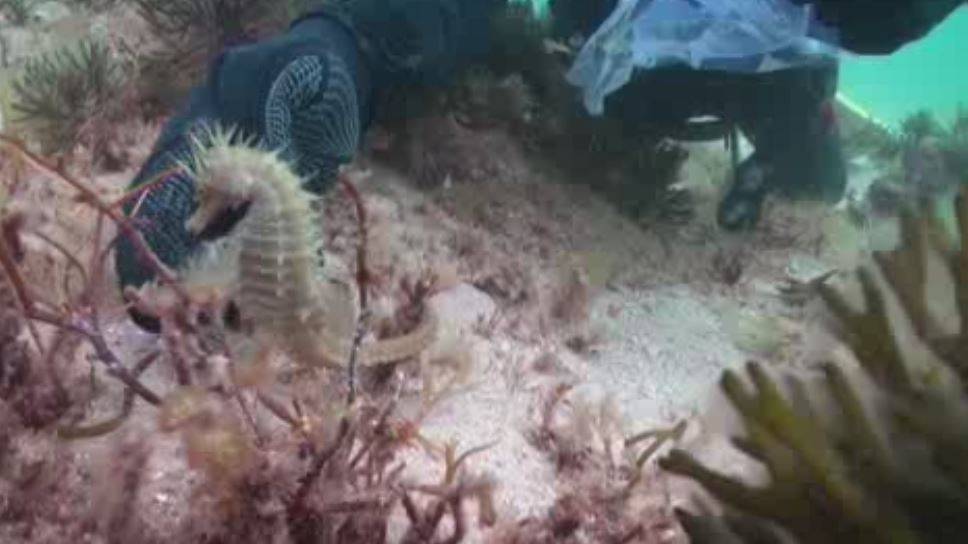 Investigadores del CSIC encuentran caballitos de mar en Galicia