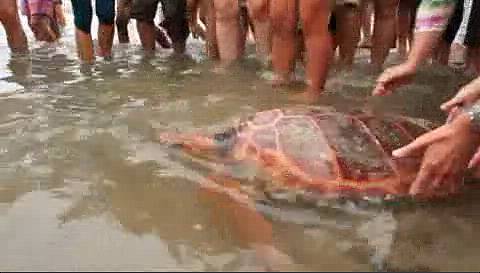 Suelta de tortugas bobas