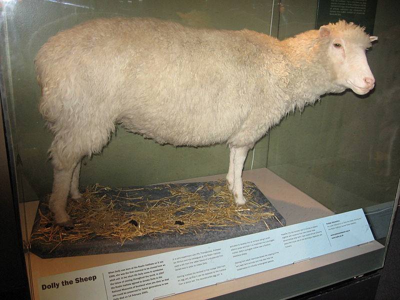 Restos disecados de Dolly, expuestos en el Museo Real de Escocia