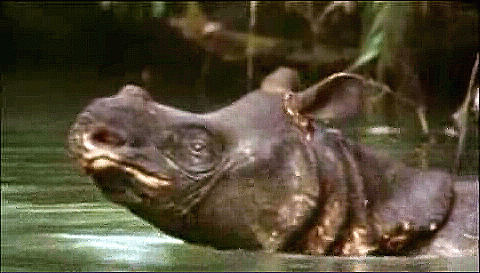 El 25% de las especies de mamíferos está en peligro de extinción