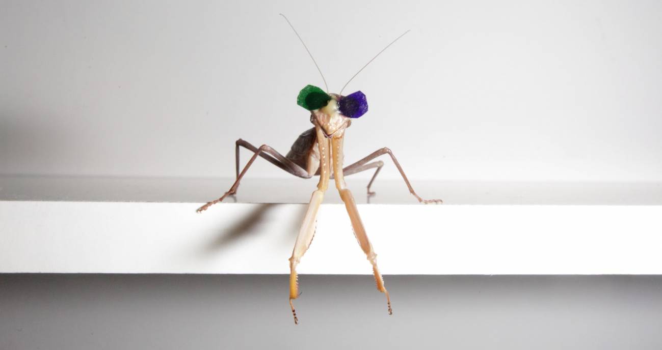 El 3D de las mantis