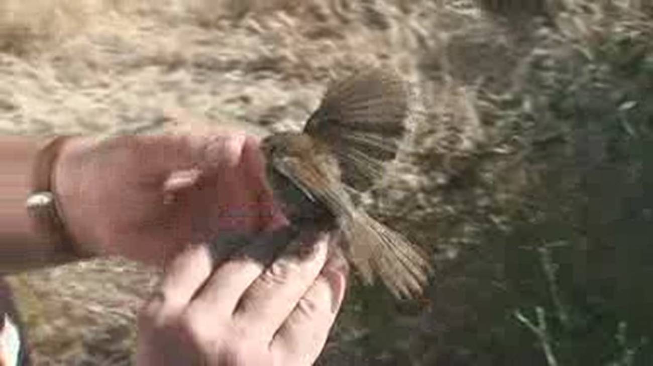 El acercamiento al comportamiento de las aves a través del anillamiento 