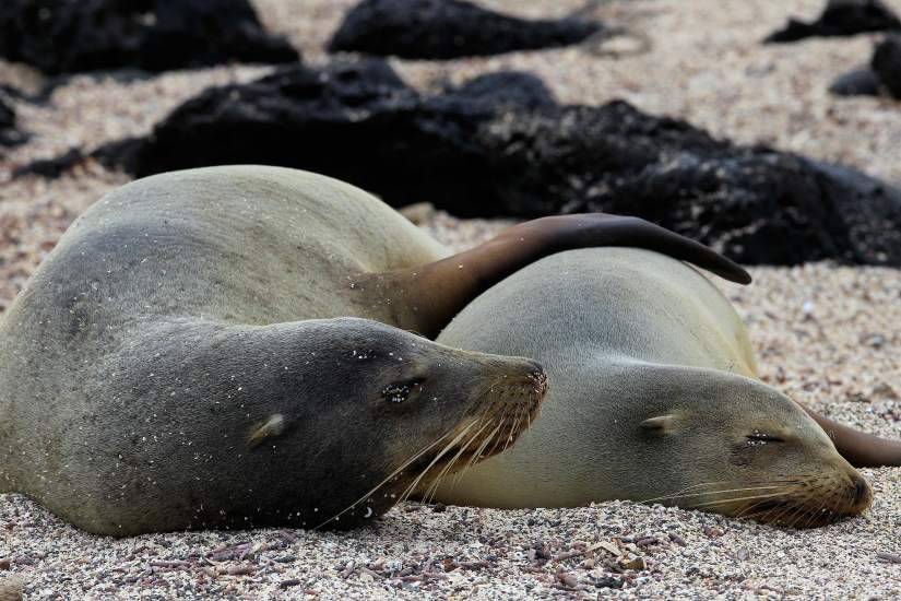 Las Galápagos luchan por sus lobos marinos