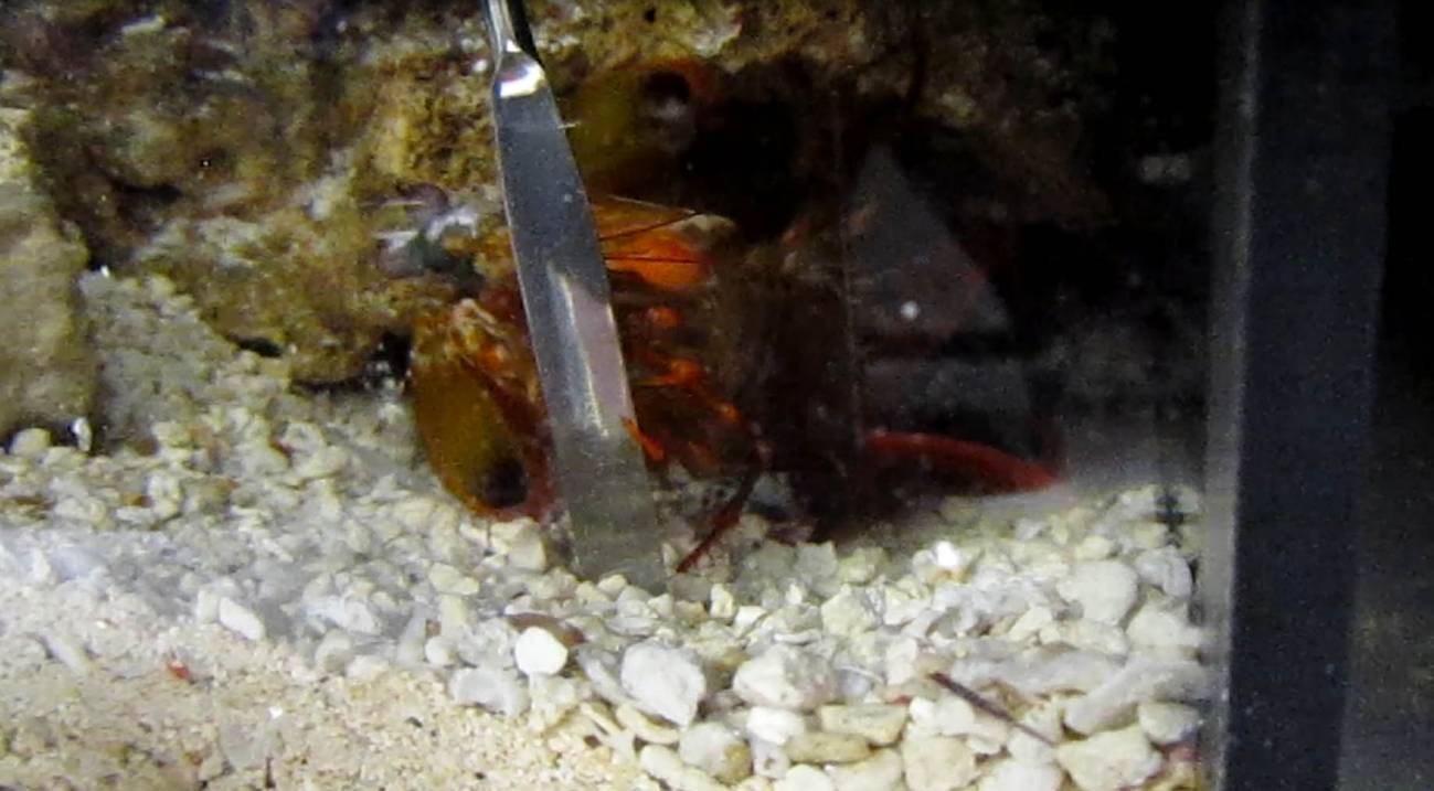 El arma secreta de las gambas mantis 
