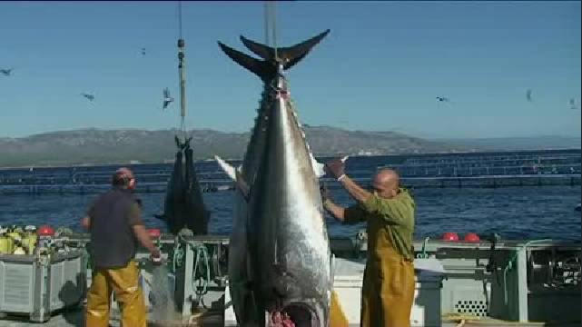El atún rojo del Mediterráneo ya no se pesca, 'se cosecha'