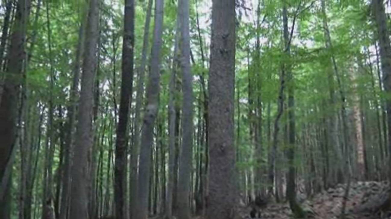El bosque de Rothwald, siete mil años libre de influencia humana