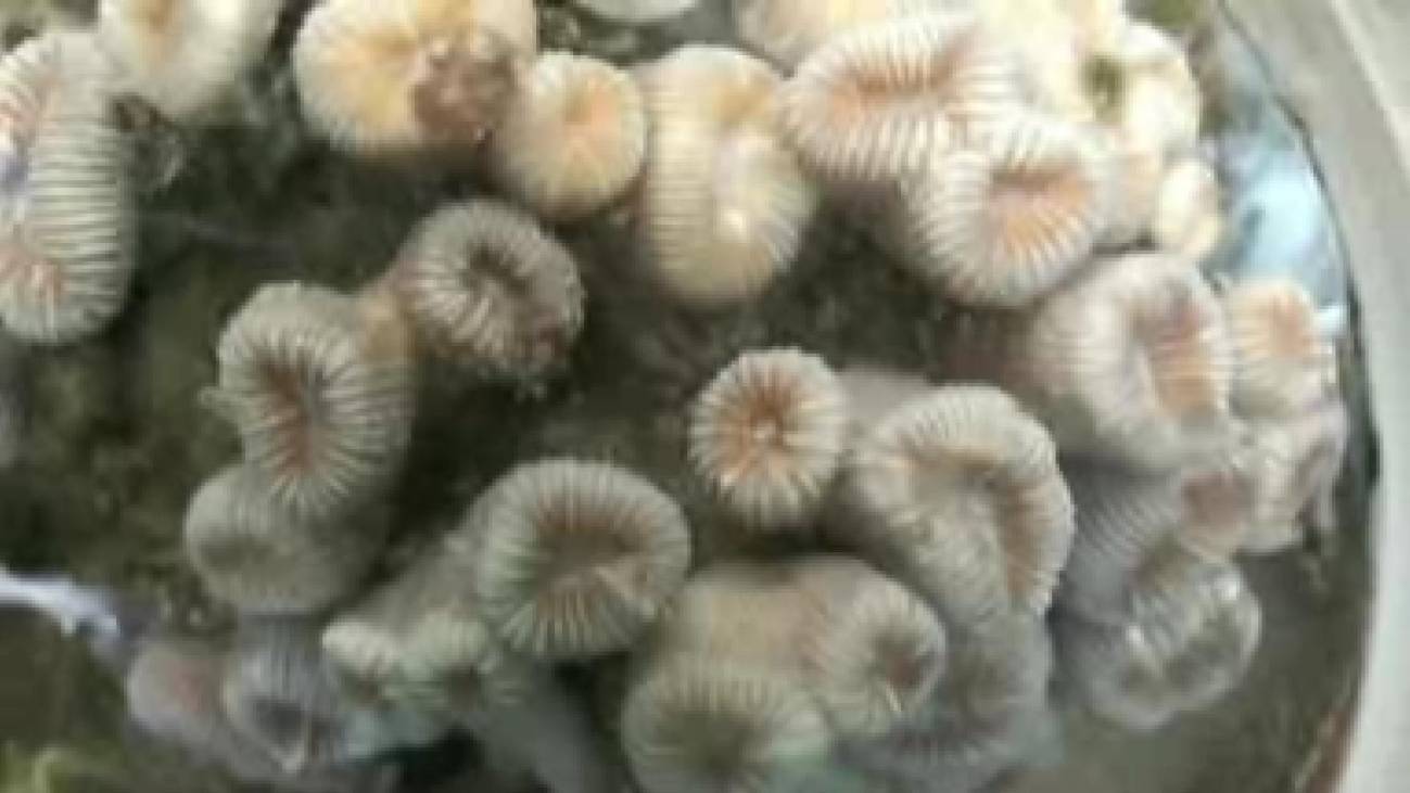 El calentamiento de los mares enferma a los corales y puede matarlos 