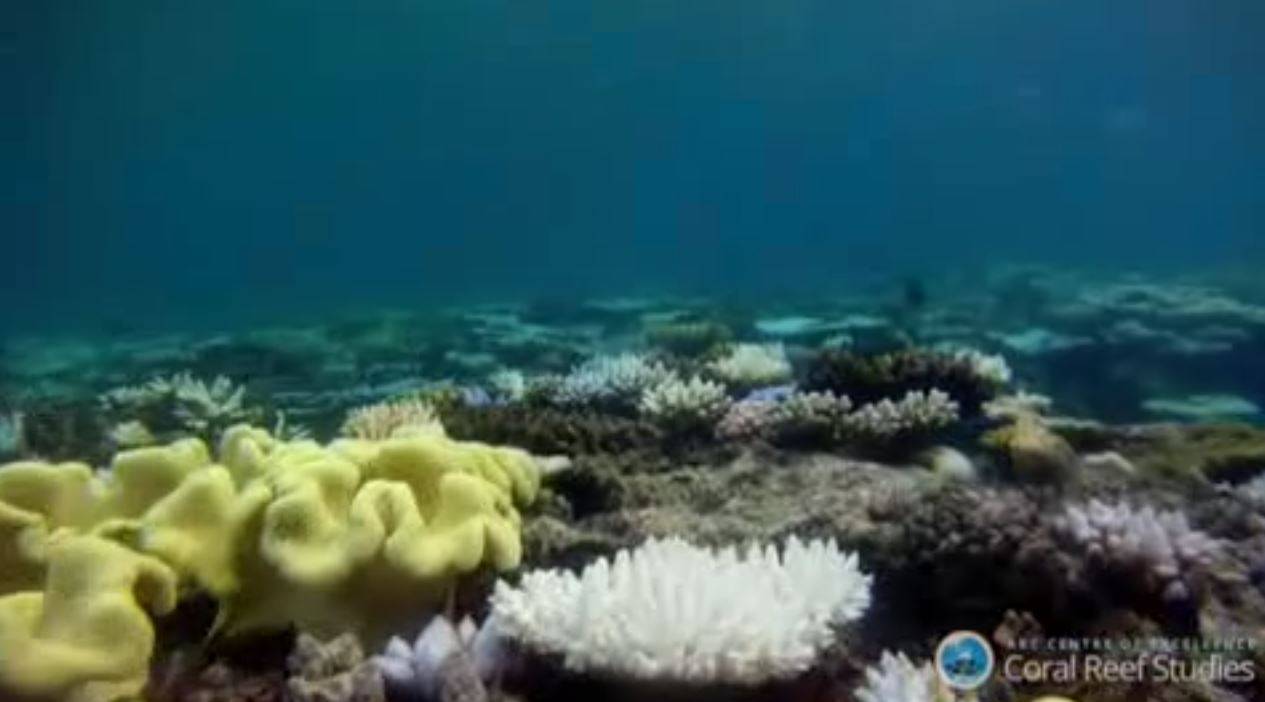 El calentamiento global amenaza al mayor sistema coralino del mundo