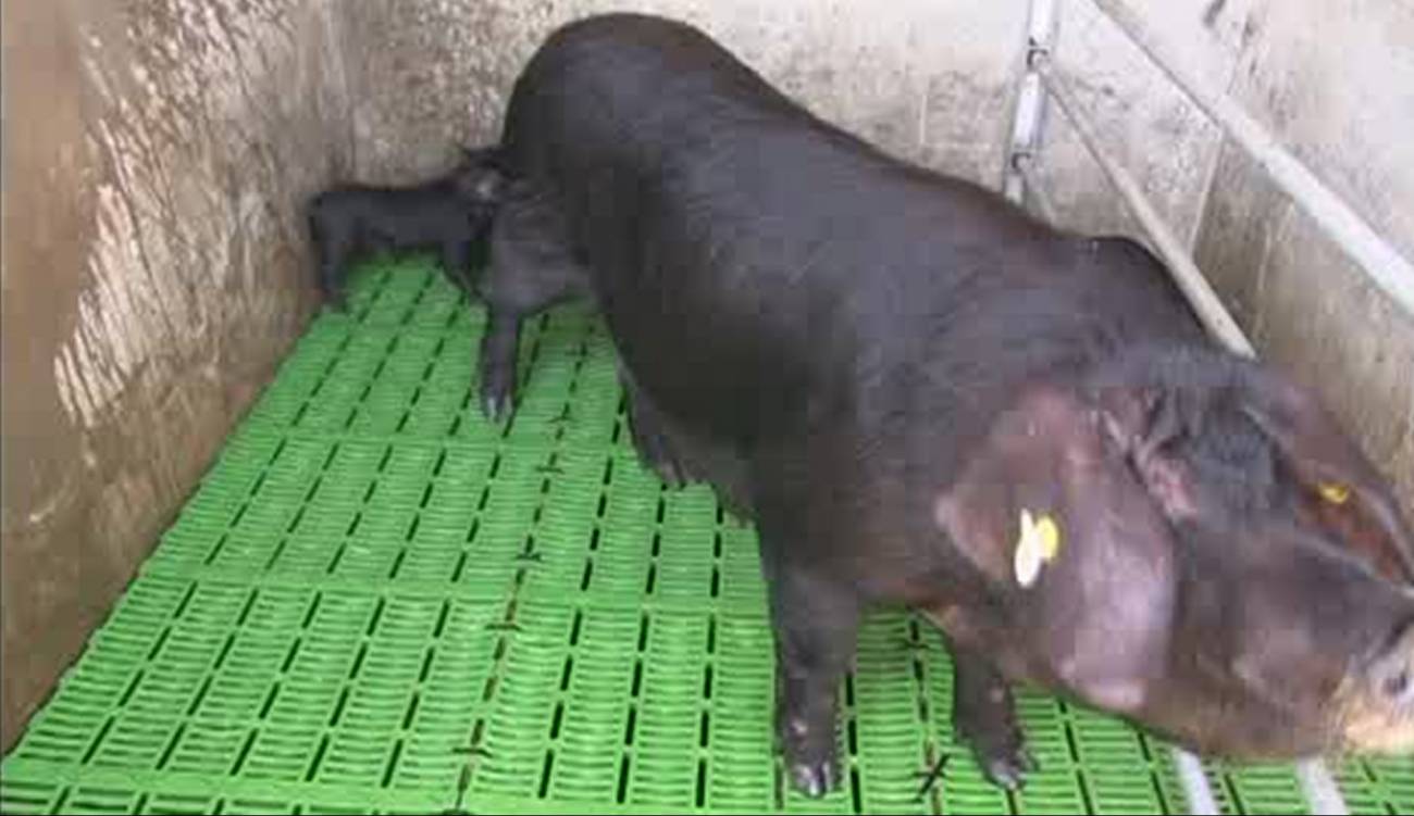El cochino negro canario, entre la extinción y el sello de calidad 