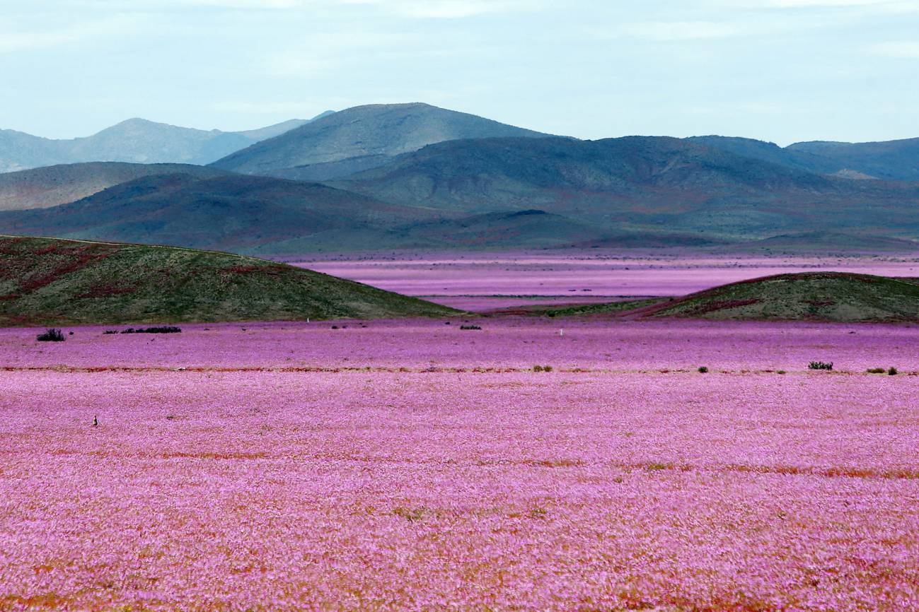 El desierto chileno muestra e