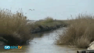 El esturión volverá al Guadalquivir