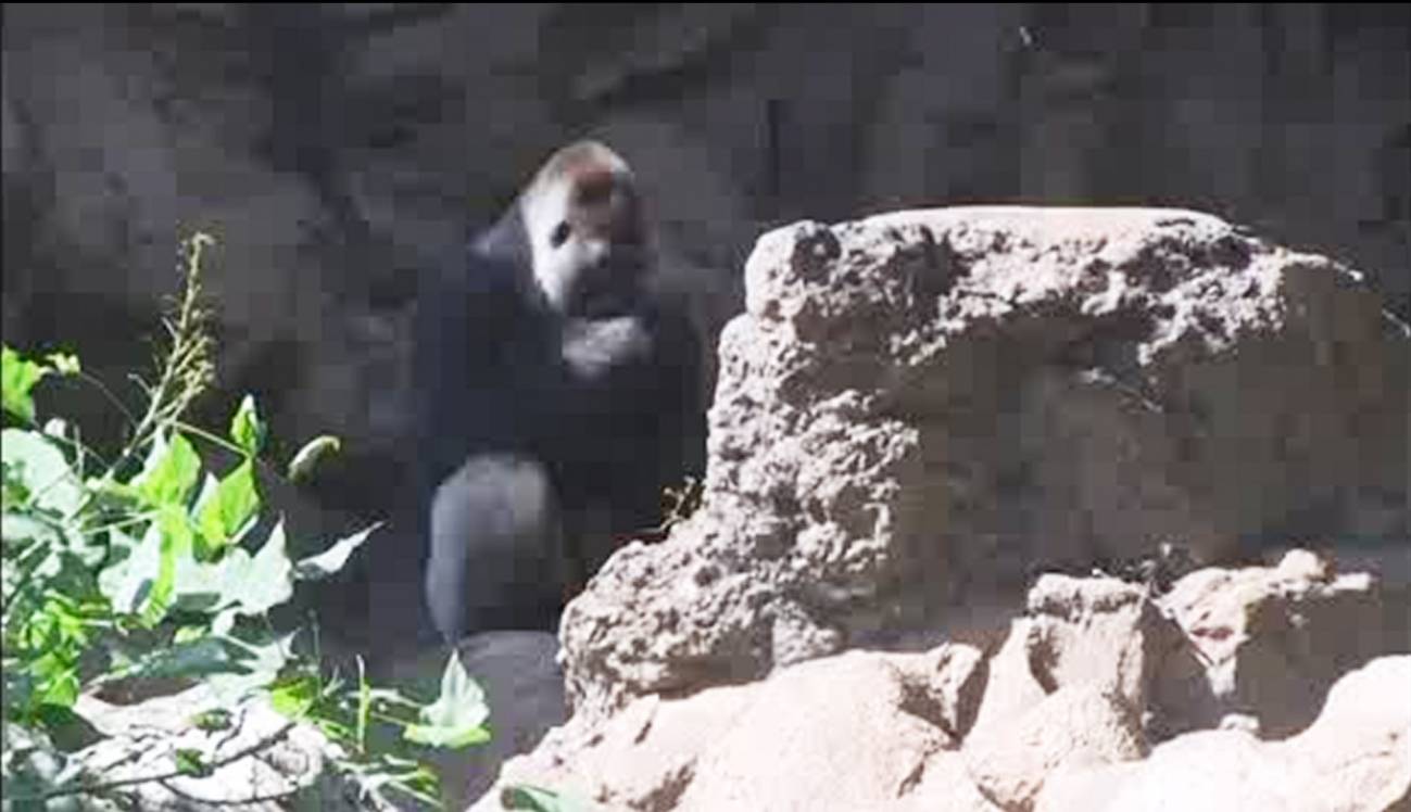 El gorila León