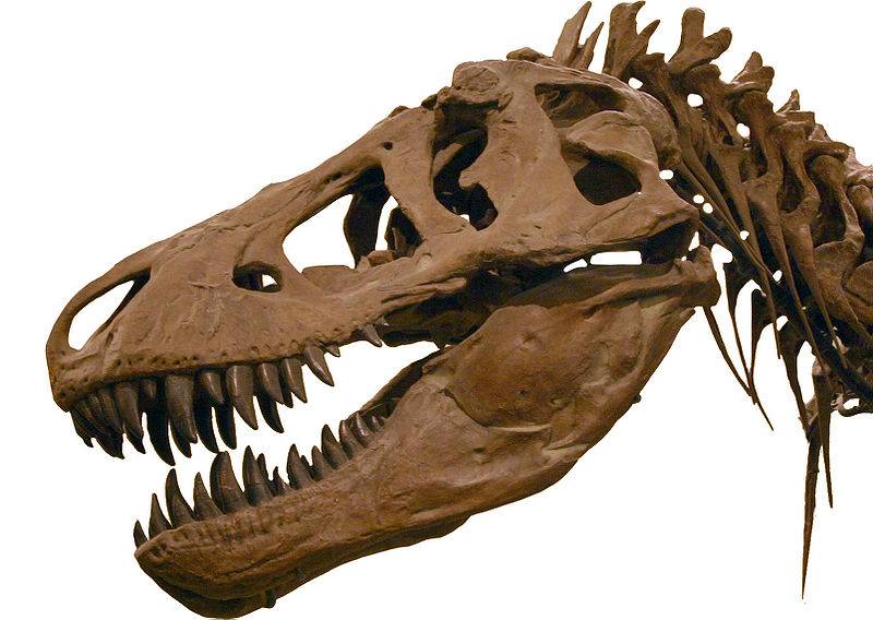 El instinto maternal de los dinosaurios