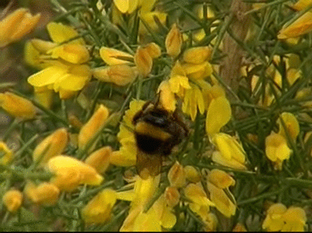 El inusual calor cambia el ciclo natural de plantas y animales