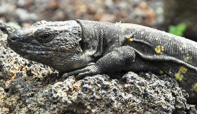 El lagarto de Gran Canaria, un gigante en peligro