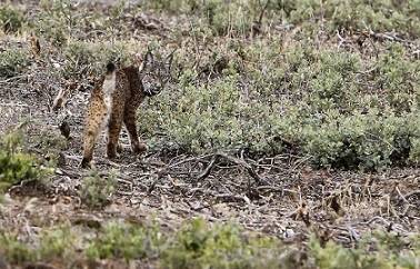 Suelta de linces en Castilla-la Mancha.