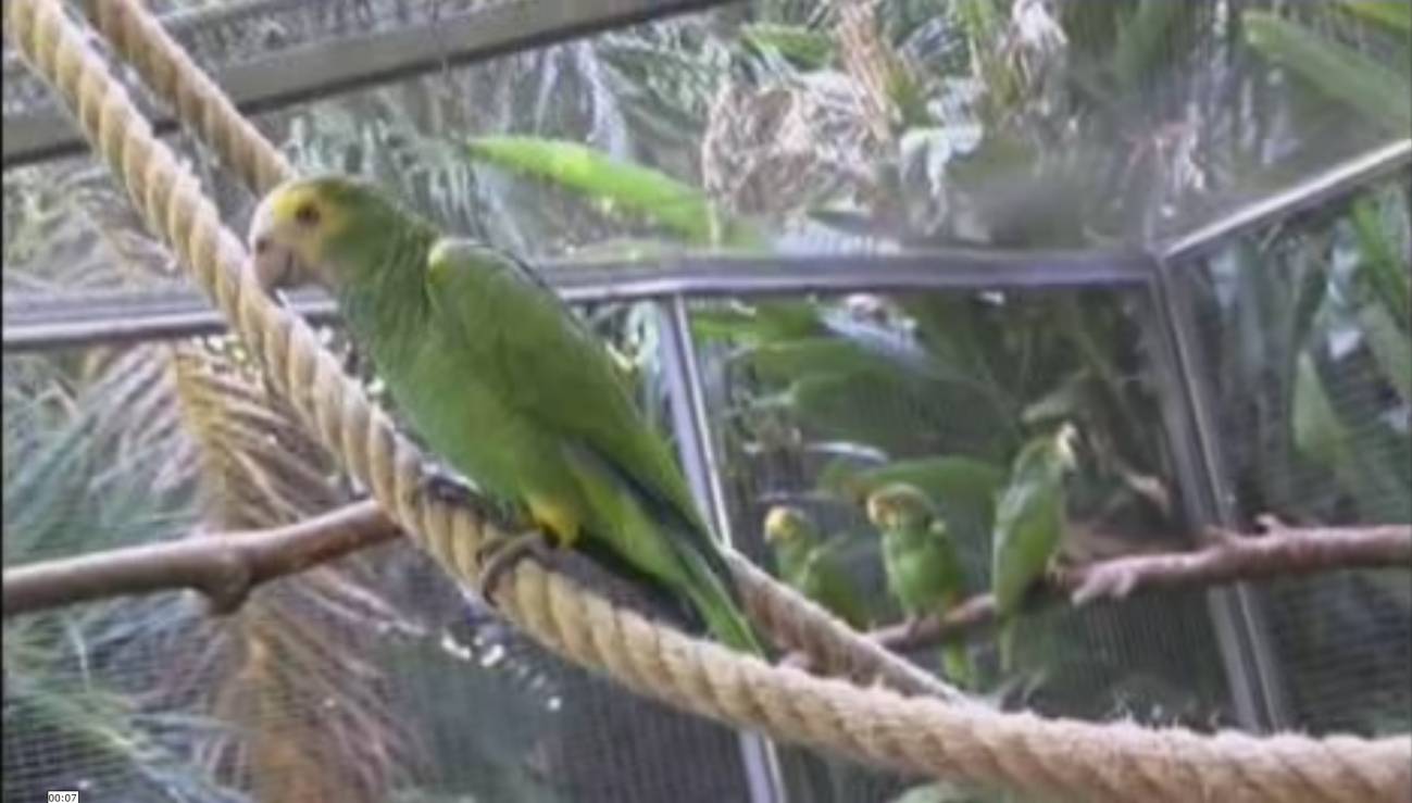 El loro orejiamarillo 