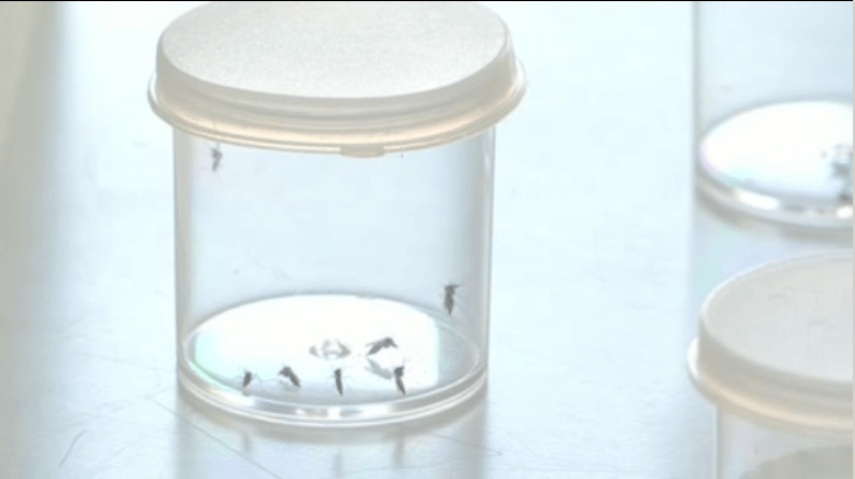  El mosquito del zika,