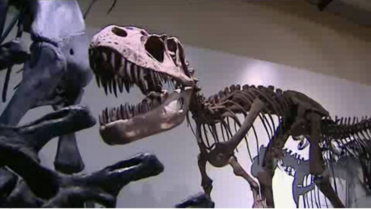 El Museo de Ciencias Naturales celebra el centenario de Dippy