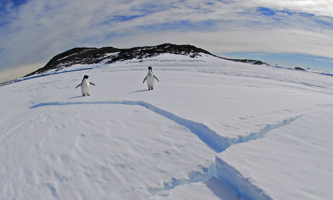 El número de pingüinos Adelaida