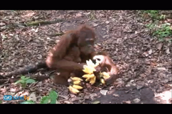 El orangután, un refugiado en su propia tierra