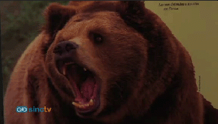 El oso pardo cambia sus hábitos para huir de los humanos