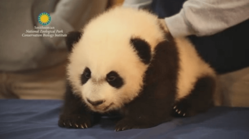 El panda Bei Bei, estrella en su debut público