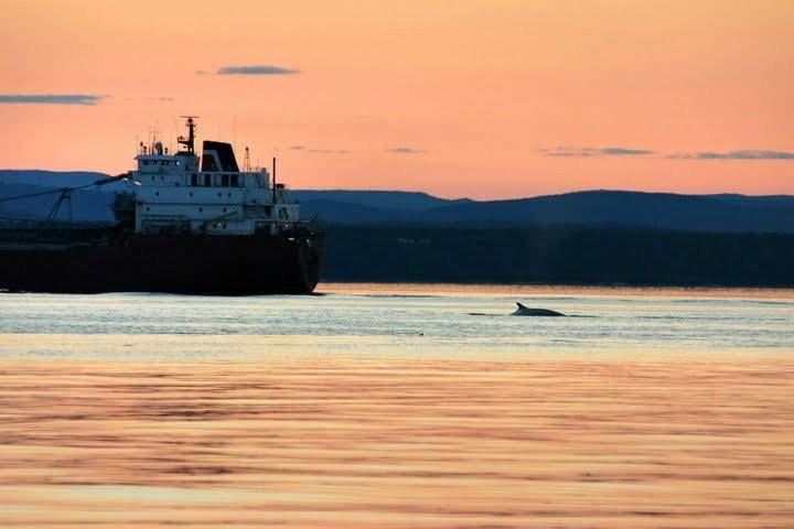 El rorcual común, amenazado en el Mediterráneo