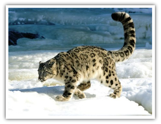 En busca del leopardo de las nieves en el Parque Nacional de Wangchuck