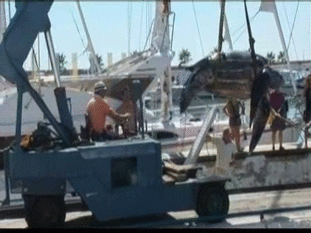 Encuentran en Sitges una tortuga laud que se creía extinta en Cataluña
