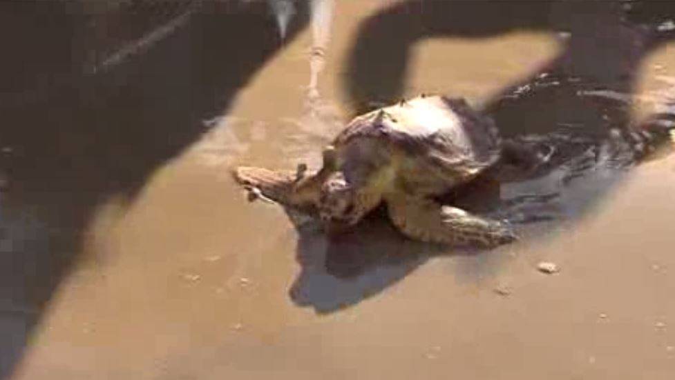 Encuentran un nido de huevos de tortuga boba en una playa valenciana