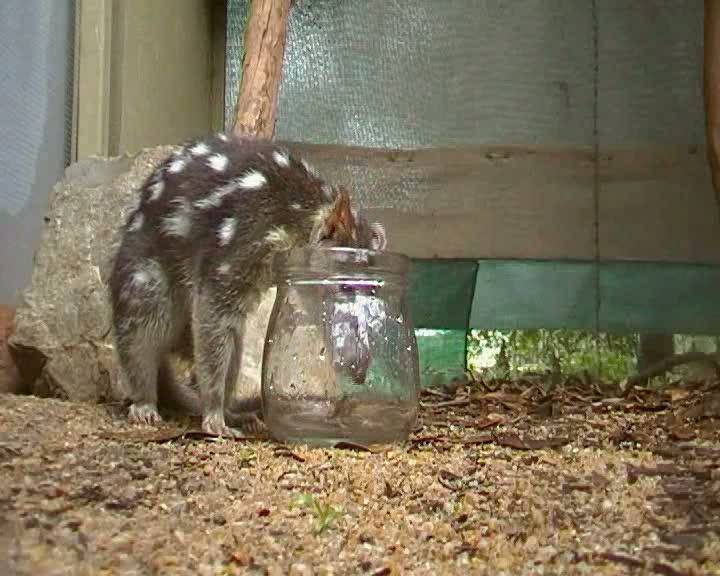 Enseñan a una especie de marsupial a no comer presas tóxicas