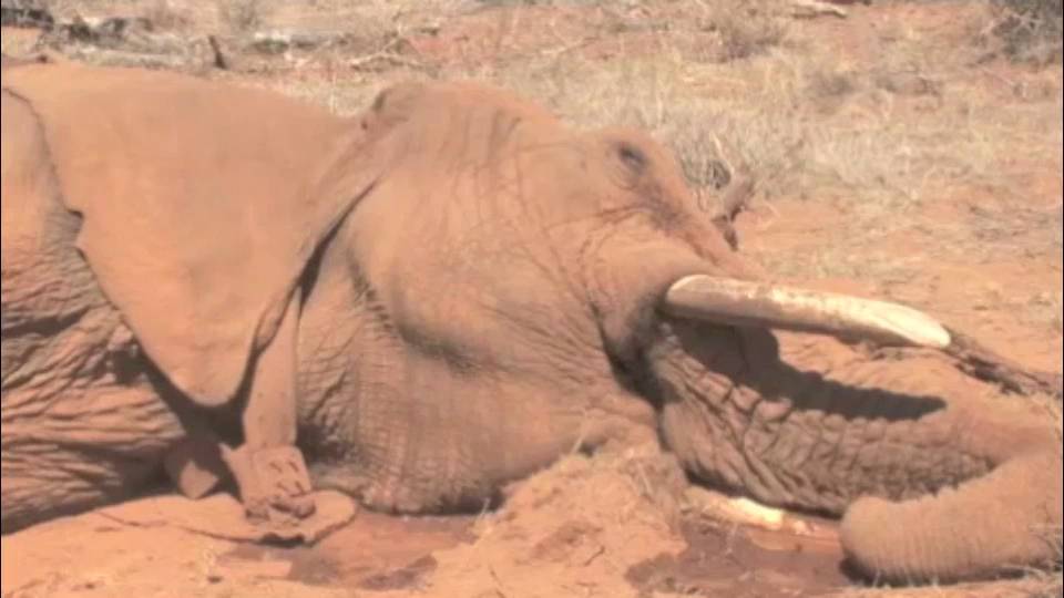 Un elefante convulsiona después de ser abatido por cazadores furtivos.