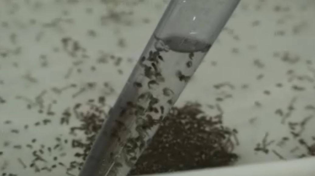 Prueban una vacuna contra el zika en humanos