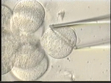 Expertos califican de engaño la iniciativa californiana de los bebés a la carta 