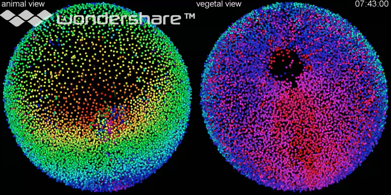 Formación del sistema nervioso en un embrión de pez cebra. 