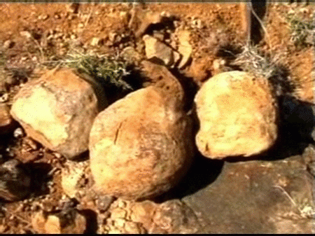 Fósiles de huevos de dinosaurios en la India