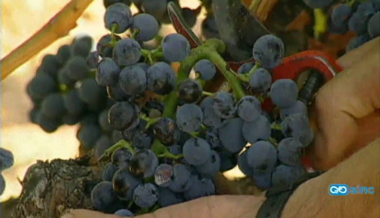 Fotografiar las uvas para conocer su grado de madurez