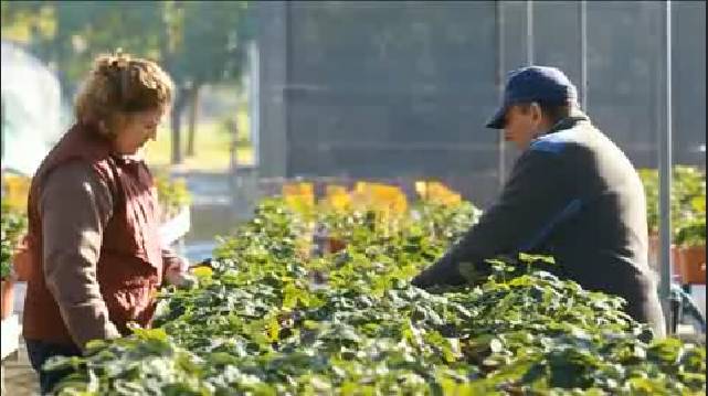 Fresas más duraderas con igual sabor y olor