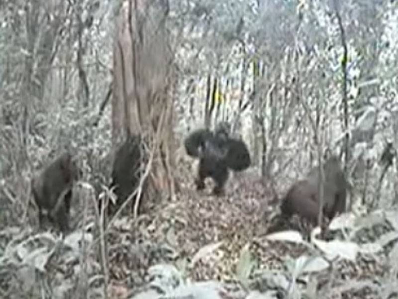 Graban en vídeo ocho gorilas de una singular especie en peligro de extinción 