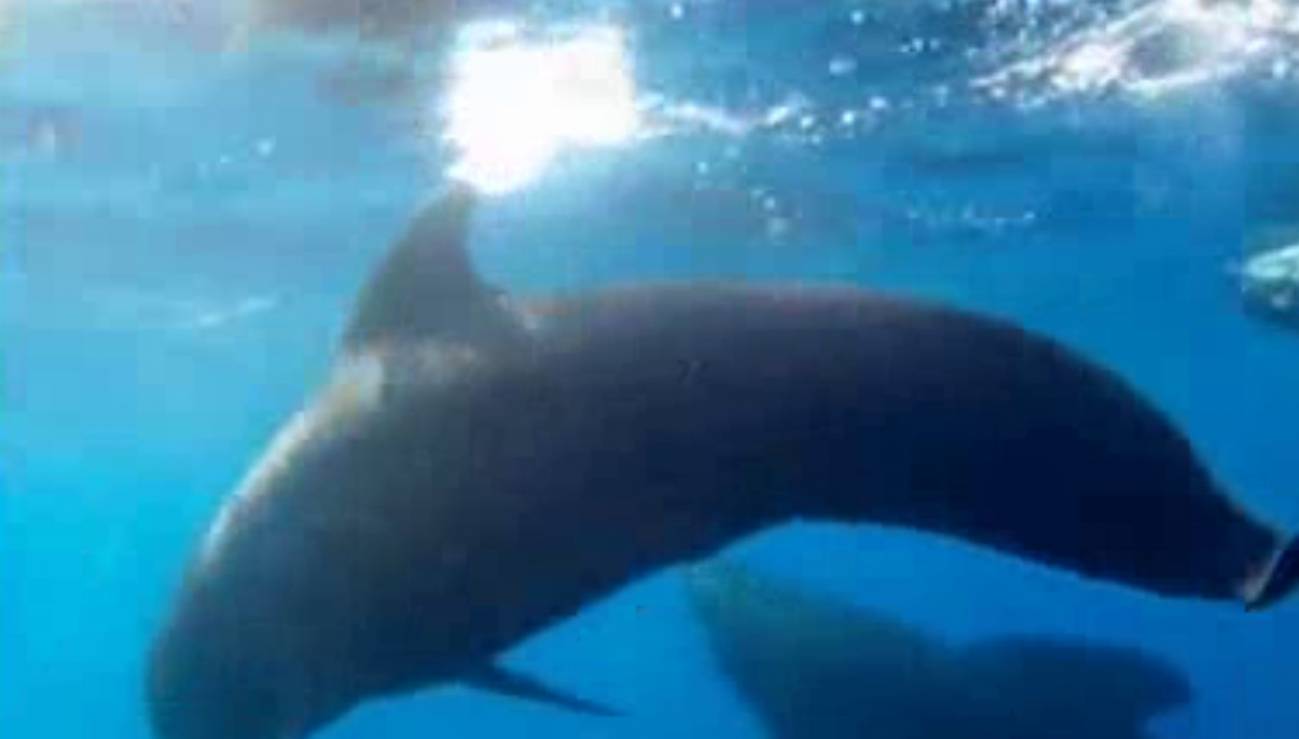 Guía práctica para convertirse en socorrista de delfines