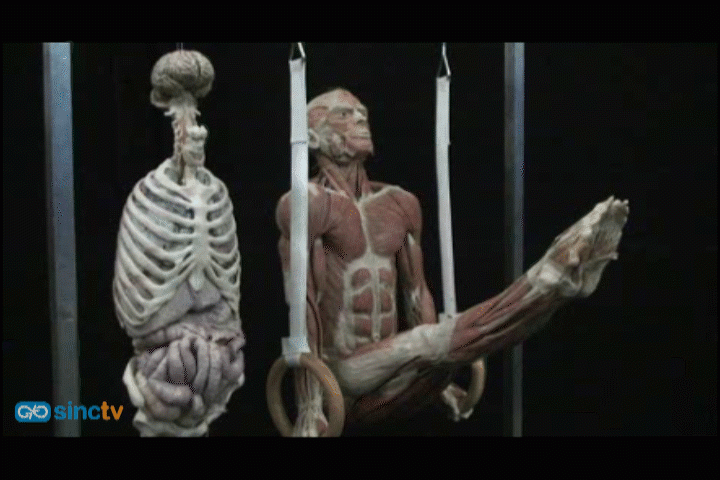 Gunther von Hagens consagra su nueva exposición al corazón, motor de la vida