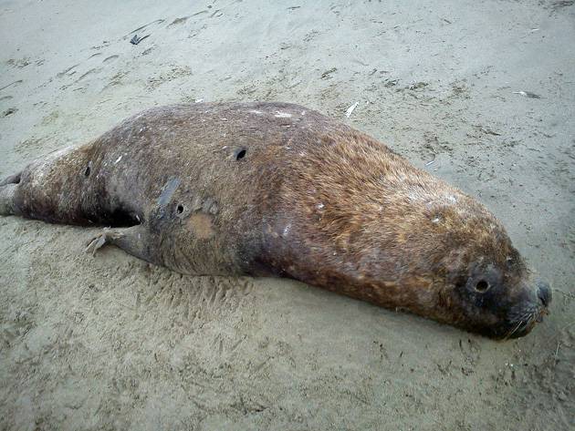 Hallan más de 30 lobos marinos muertos en la costa del norte de Chile 