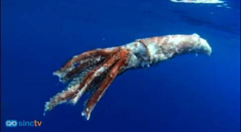 Hallan un calamar gigante flotando en aguas de Tenerife