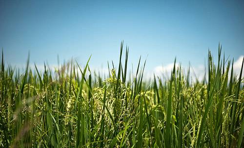 Japón estudia prohibir arroz de la ciudad de Fukushima