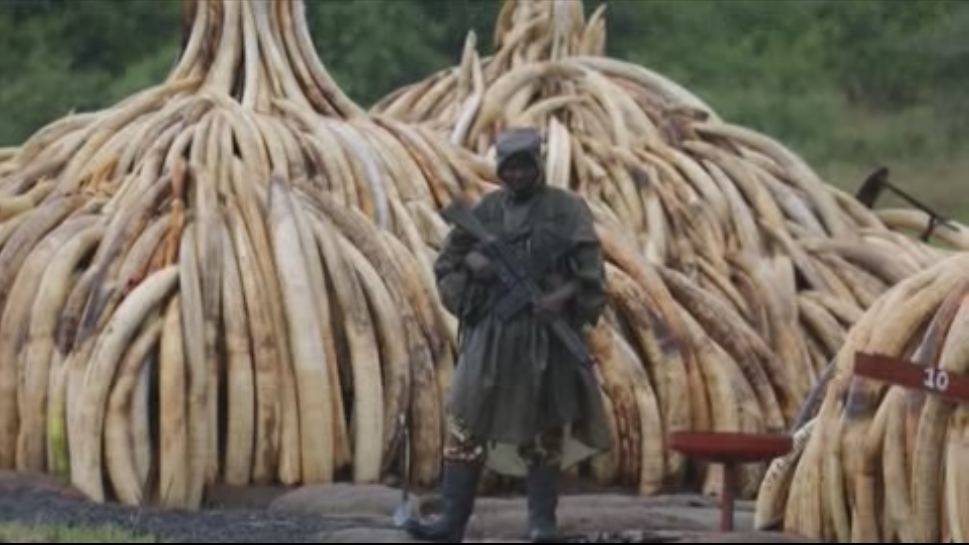 Kenia declara la guerra a los furtivos 