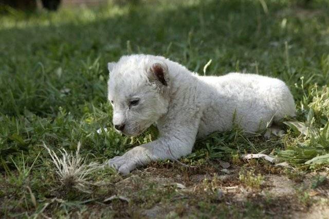 Keny, una leona sudafricana blanca 