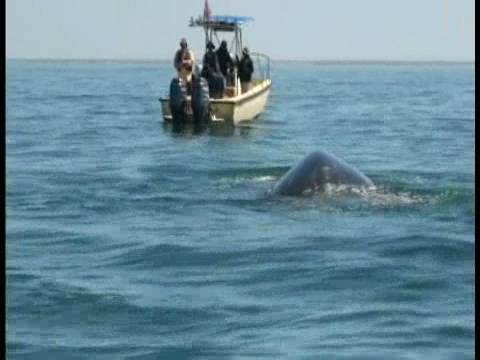 La ballena gris se reproduce en las costas mexicanas